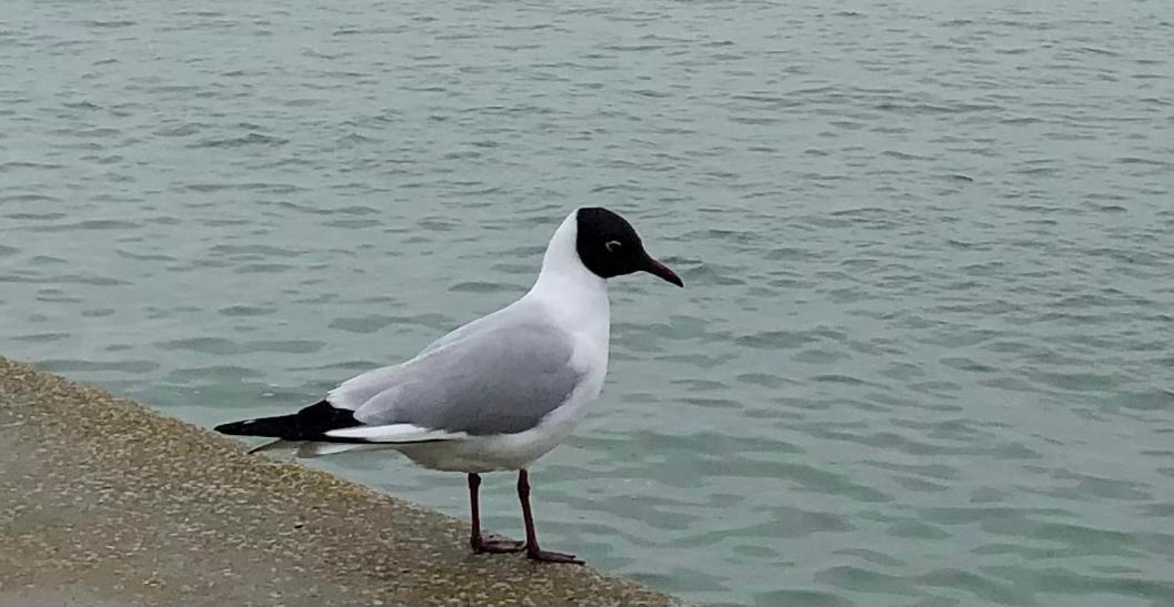 Nuit Insolite Sur Un Voilier Au Coeur De La Rochelle 拉罗歇尔 外观 照片